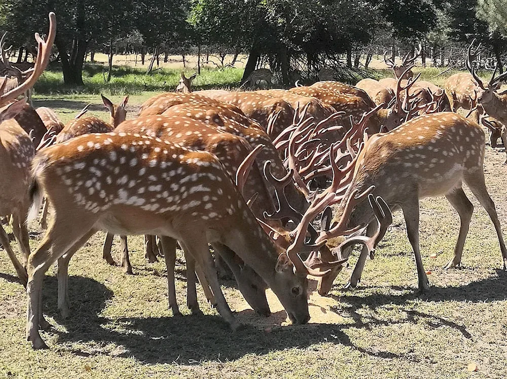 Spotted Deer in the Rostov region