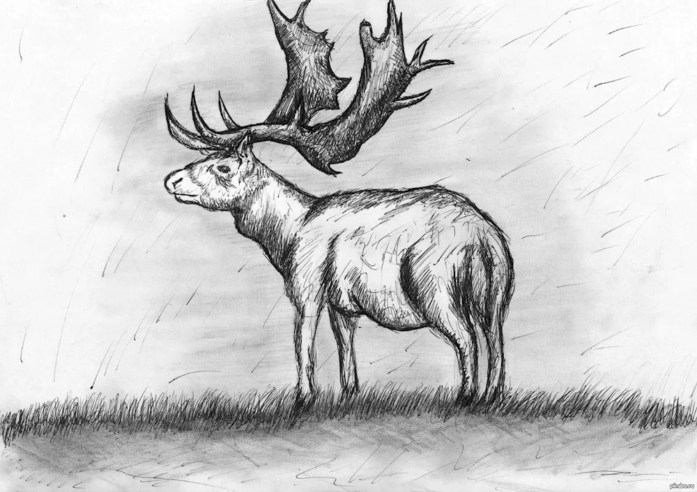 Deer drawing