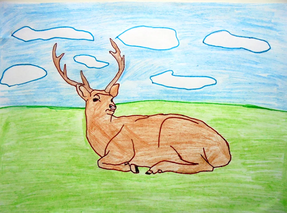 Deer colouring