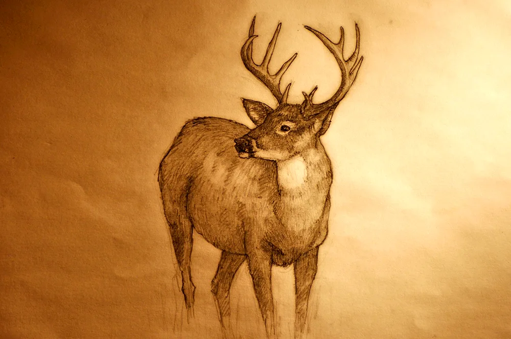 Reindeer Drawing