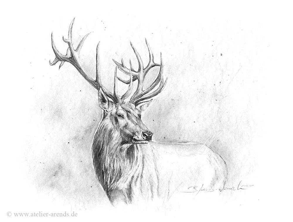 Reindeer Drawing