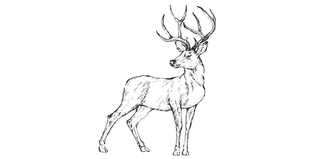 Reindeer Sketching
