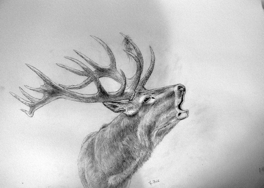 Reindeer Sketching