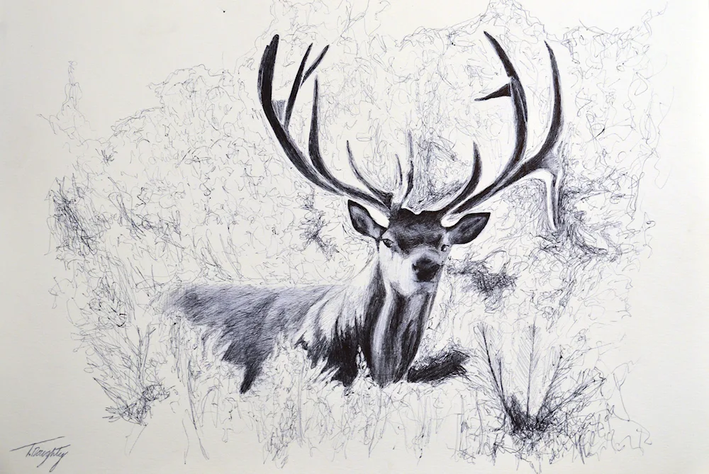 Animals in pencil
