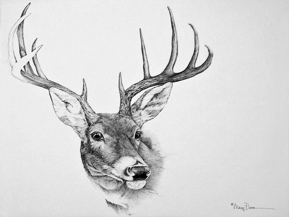 Reindeer Pictures for drawing