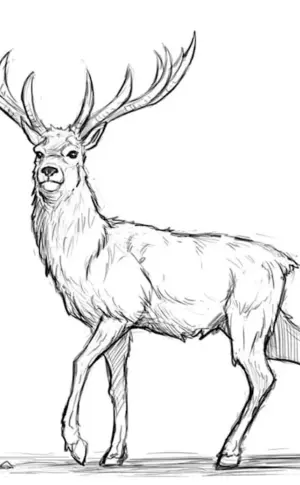 Reindeer to draw