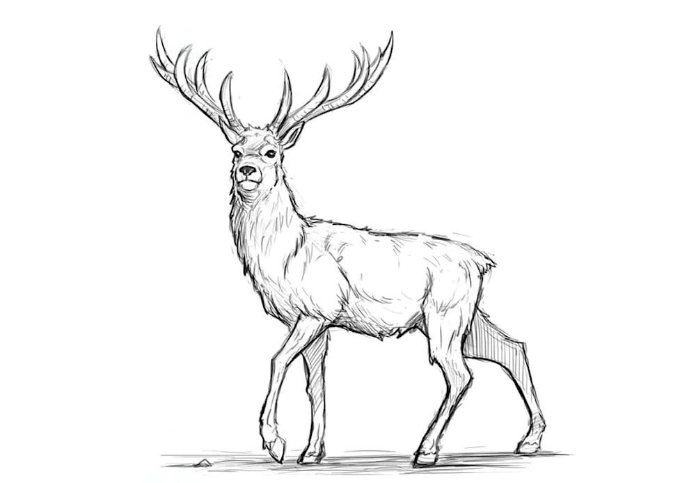Reindeer to draw