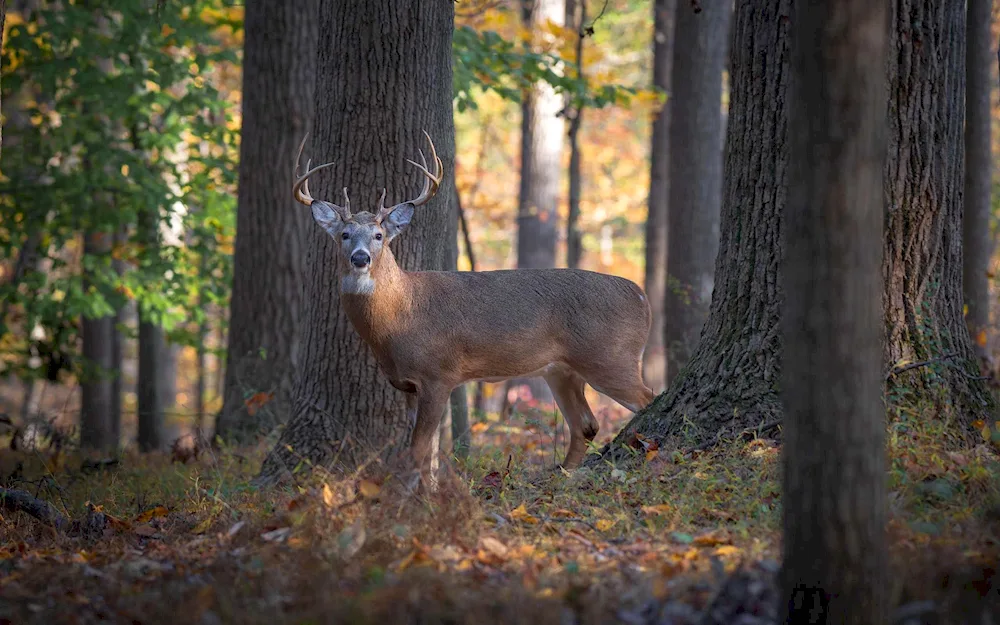 Balagovo deer fromyu