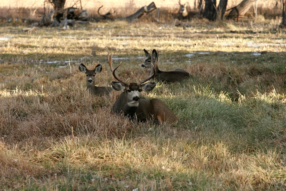 Deer in the desert