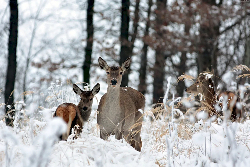 Deer in the winter forest