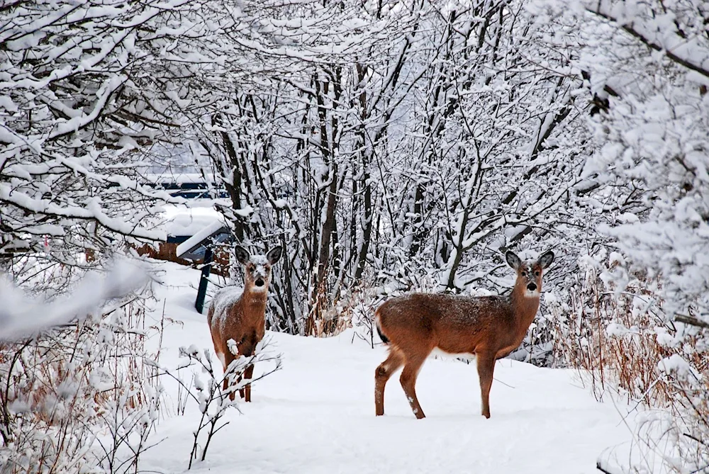 Deer in winter forest