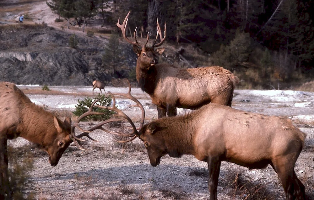 Deer wapiti