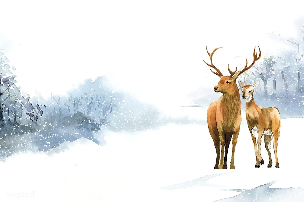 Reindeer in winter