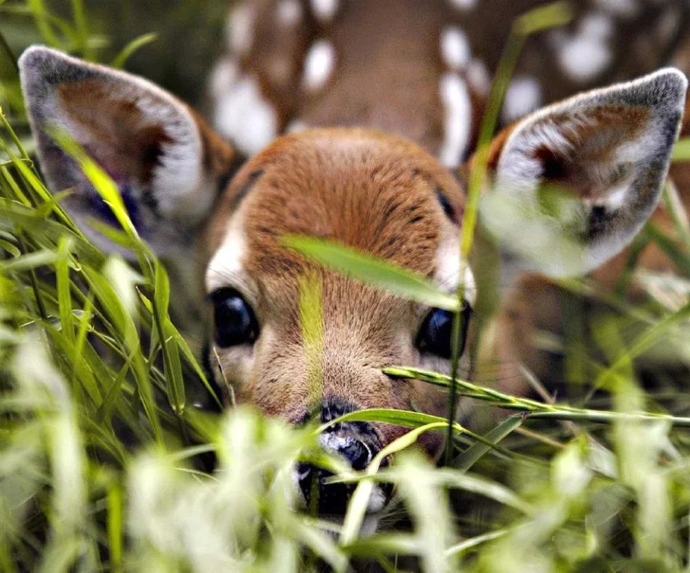 White-tailed spotted deer