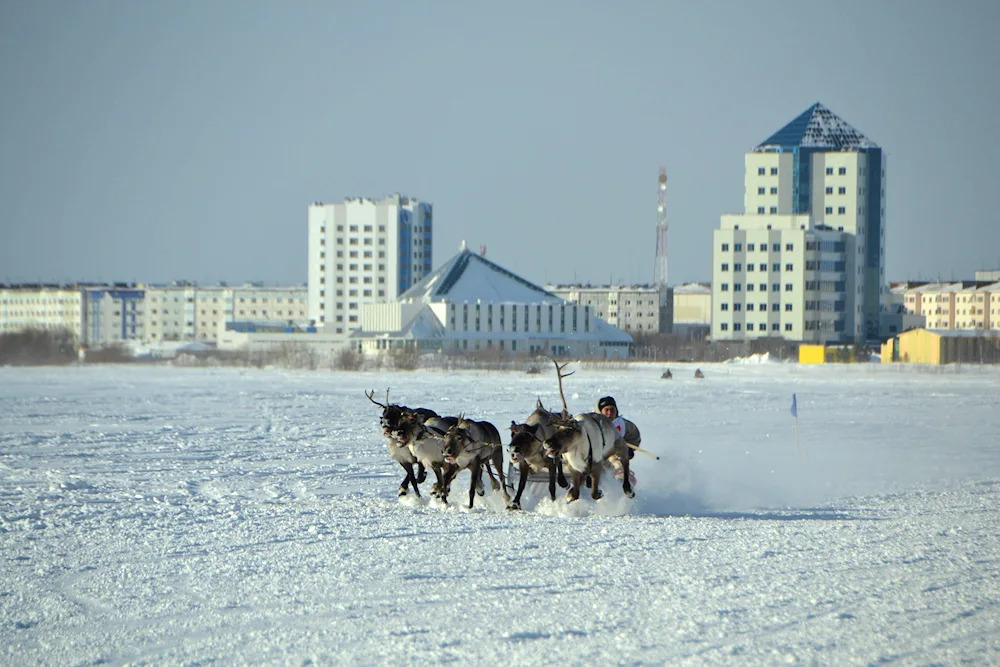 Vorkuta reindeer herders