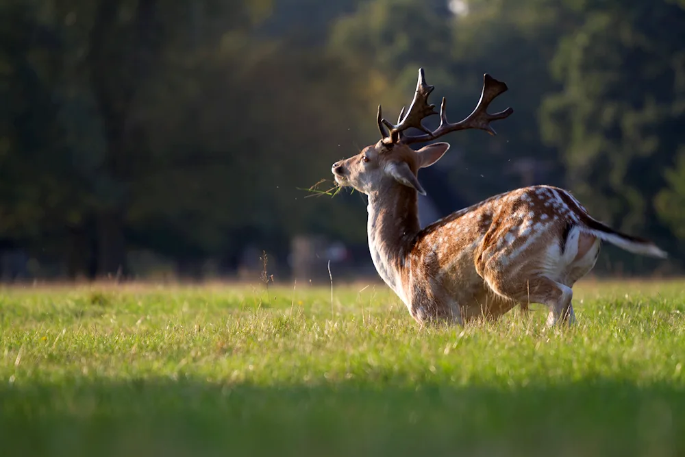 Deer grass