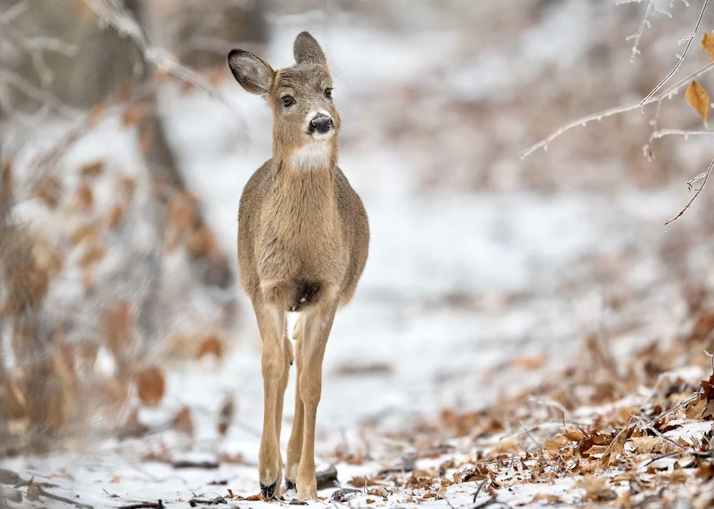 Beagle elk