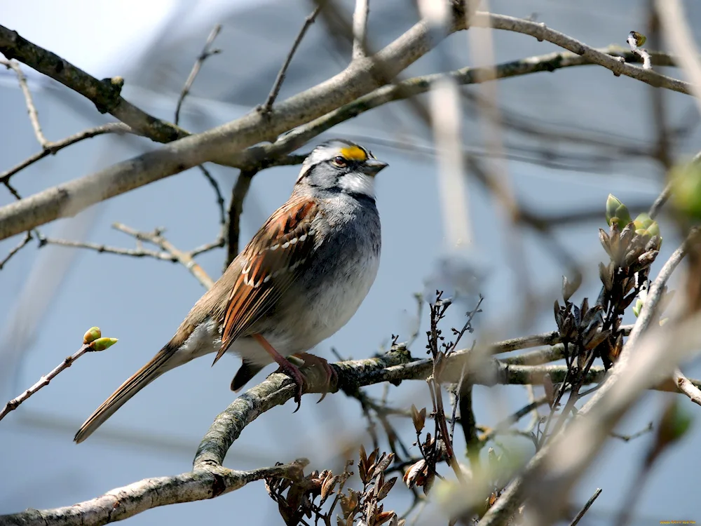 Falconiformes