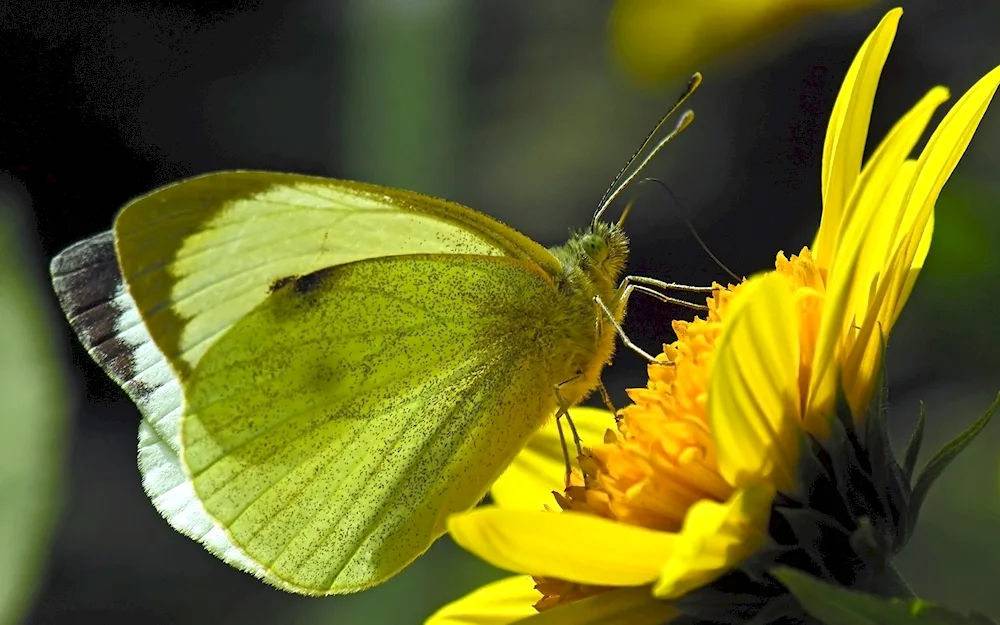 Olive ECOFORA butterfly