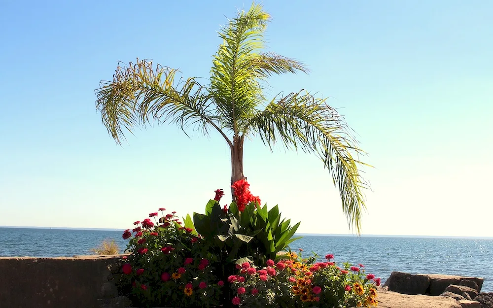 Cuba nature