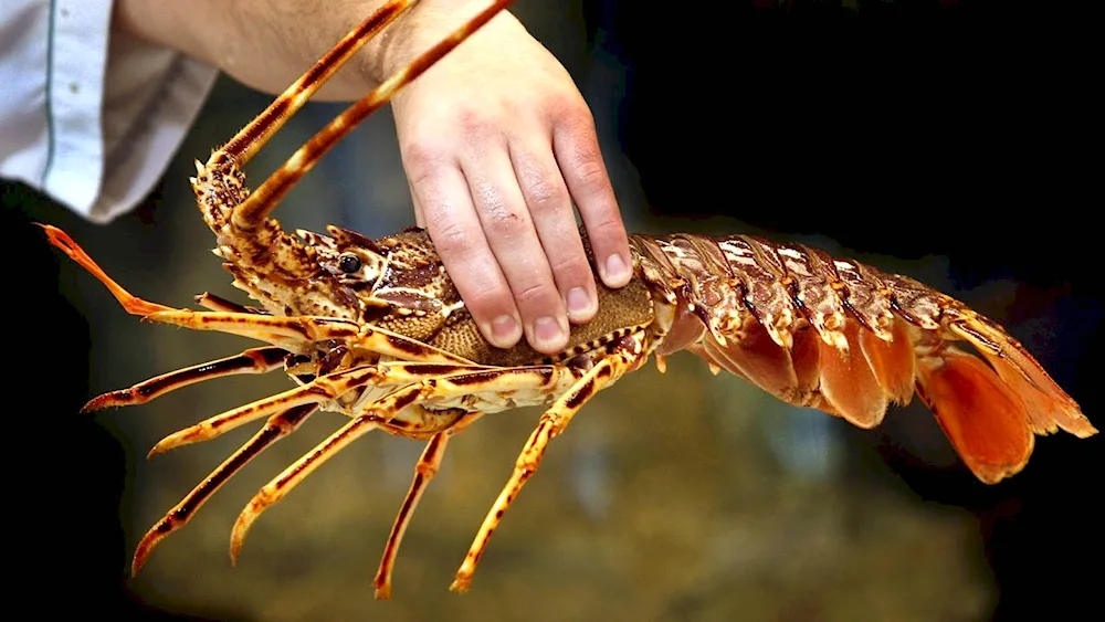 Lobster lobster langoustine