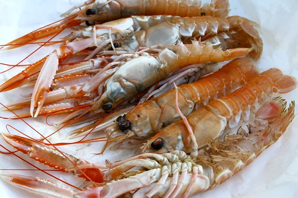 Skampi Norwegian lobster