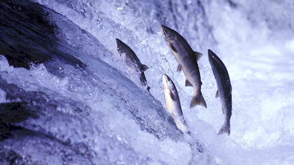 Baikal sturgeon