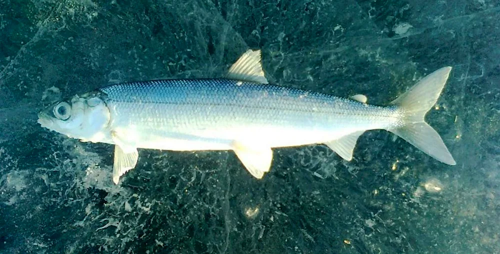 Baikal grayling fish