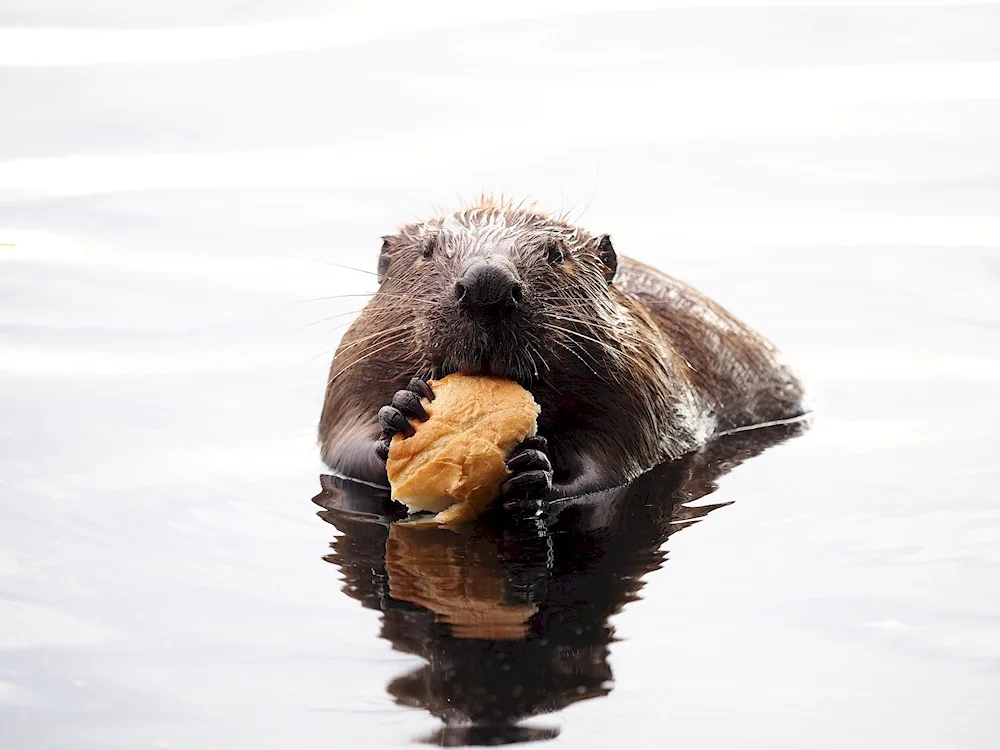 West Siberian River Beaver