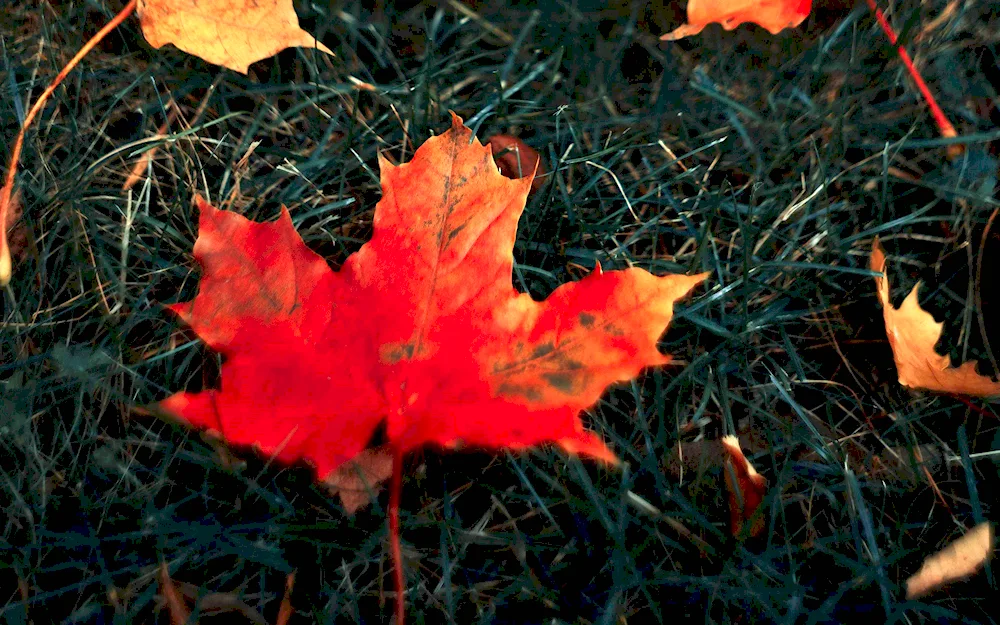 Autumn maple leaf