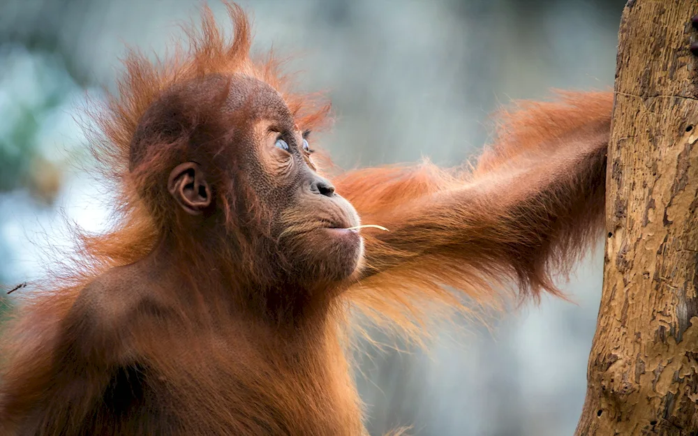 Orangutan