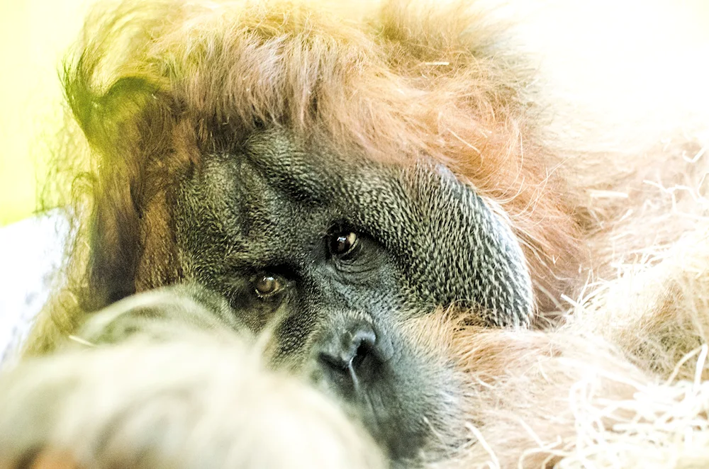 Monkey with mane