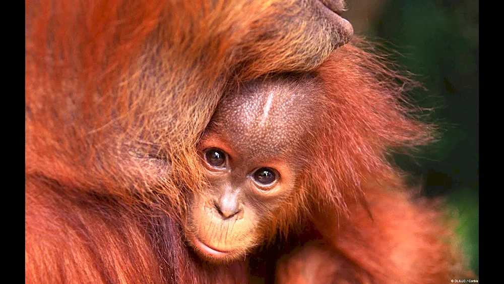 Orangutan