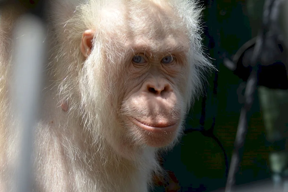 Orangutan albino Albus albino