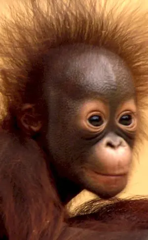 Orangutan and monkey