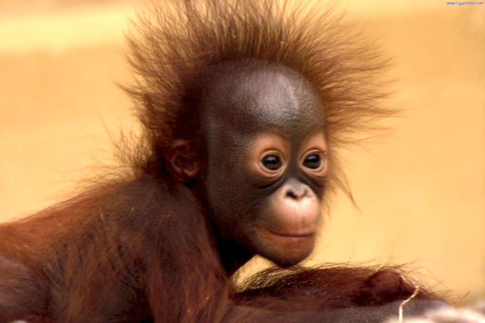 Orangutan and monkey