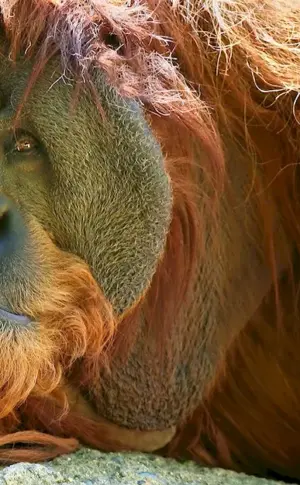 Orangutan Planet of the Apes