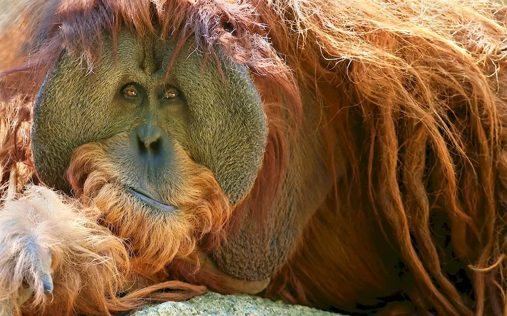 Orangutan Planet of the Apes