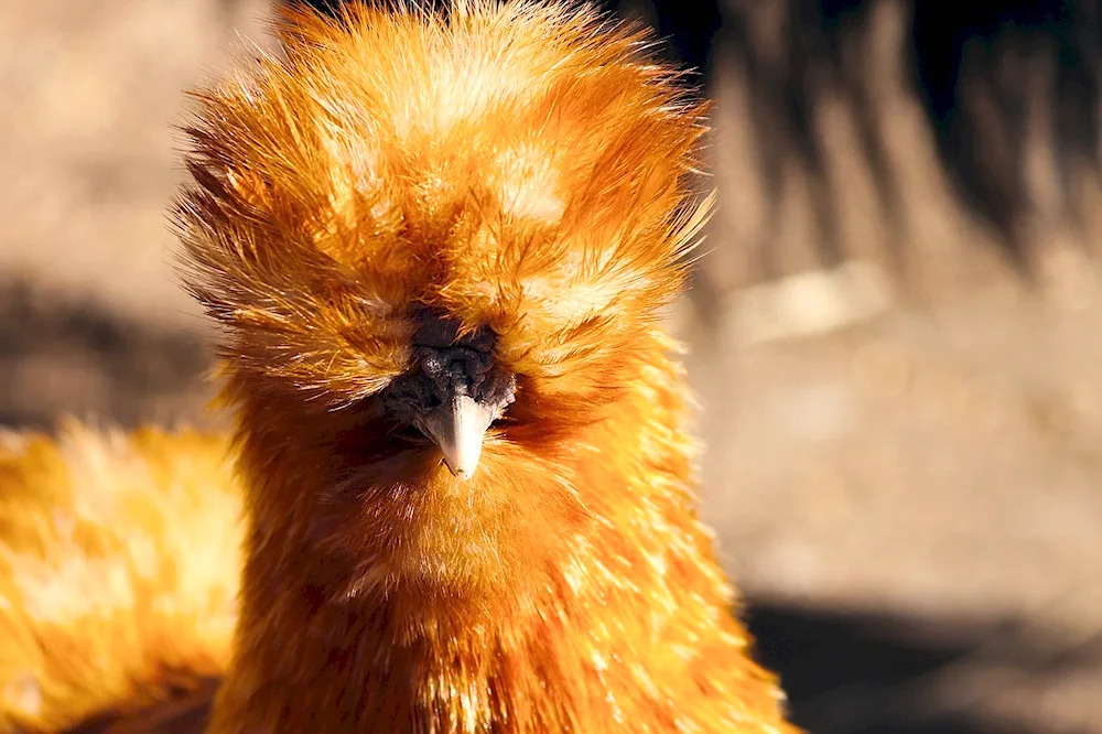 Orange hen