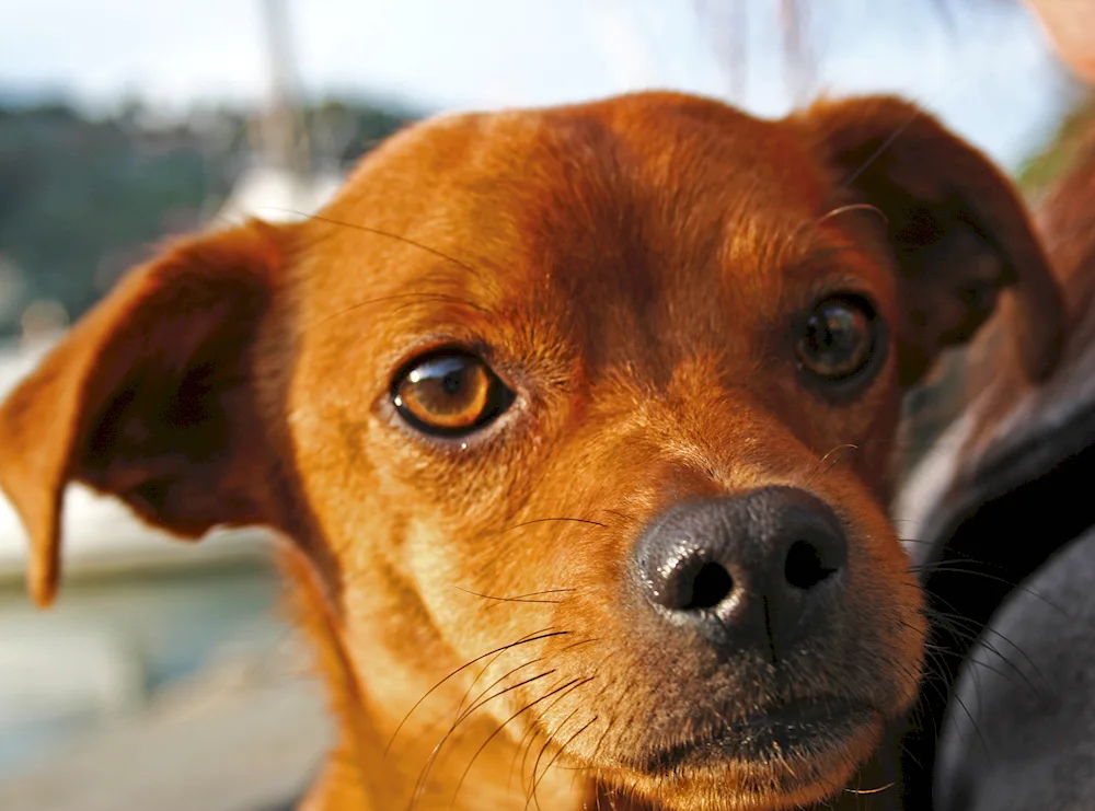 Orange dog