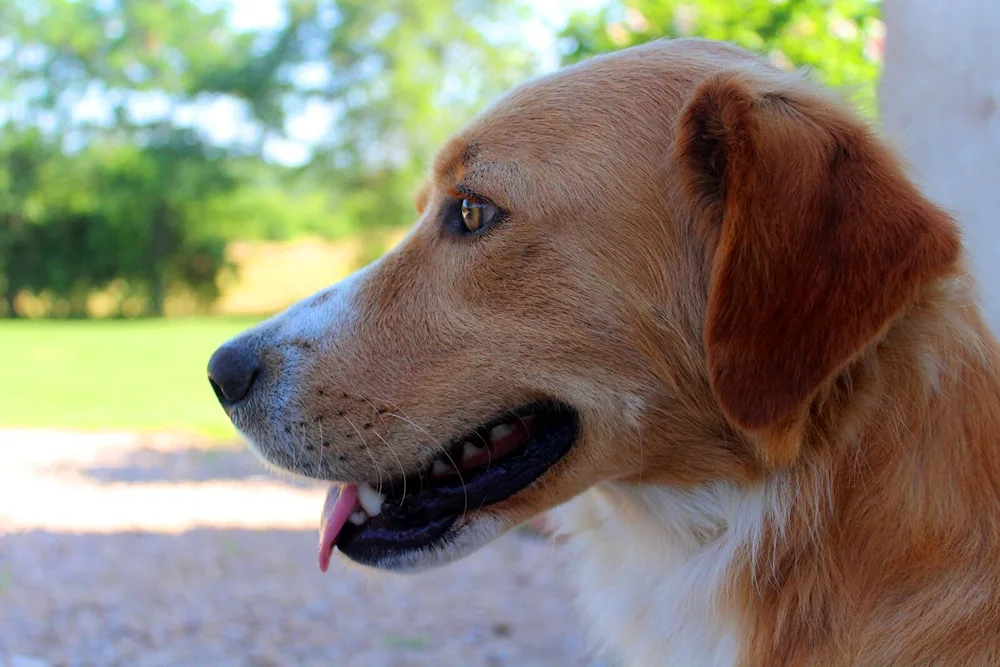 Orange dog