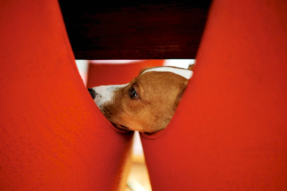 Orange dog