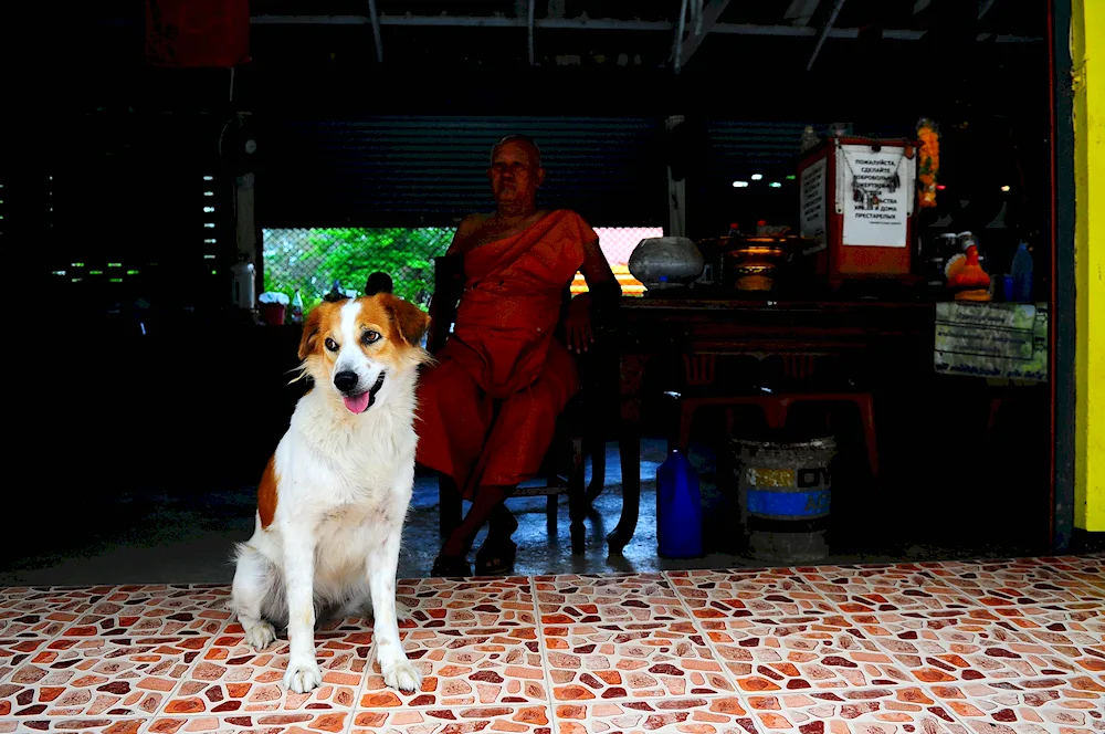 Orange dog