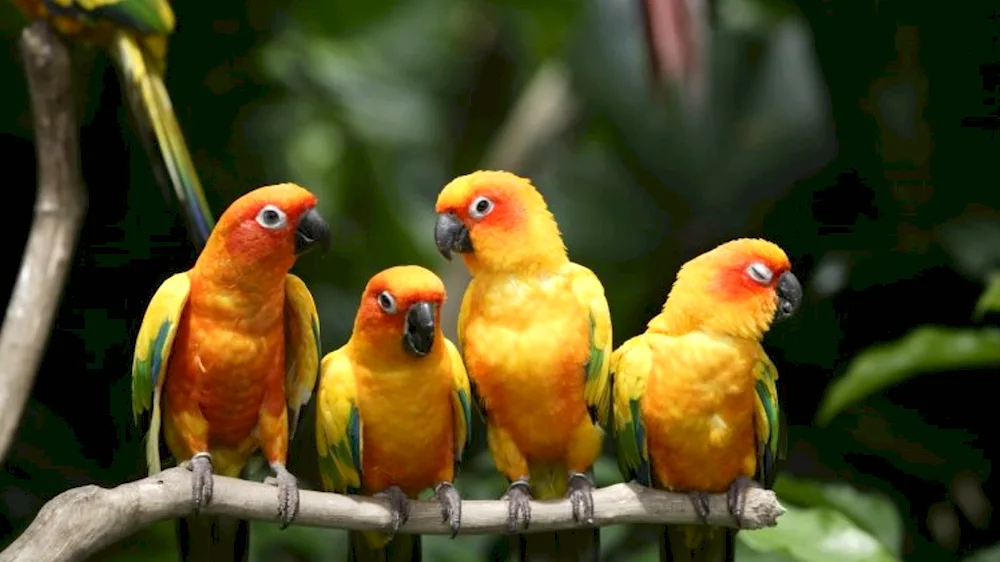 Neather parrots