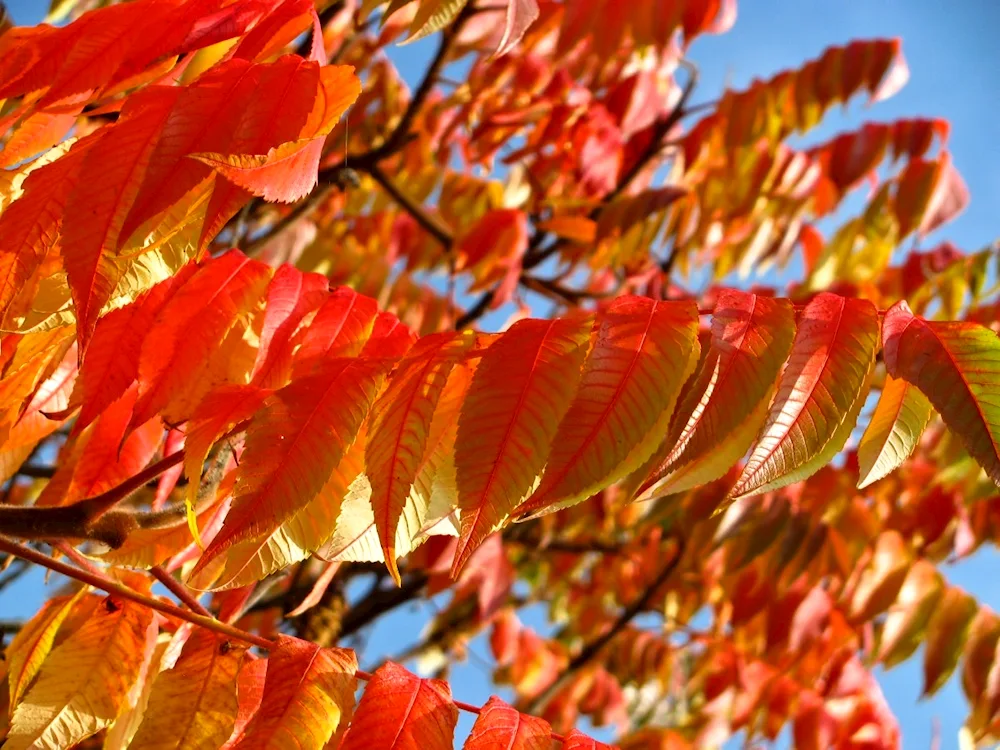 Orange trees foliage