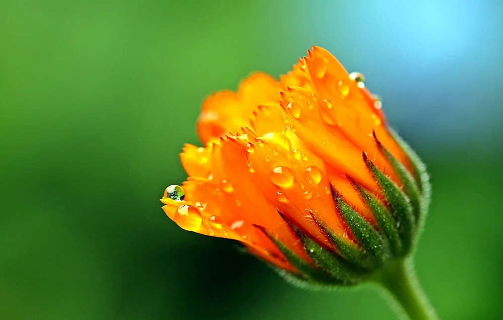 Orange flowers