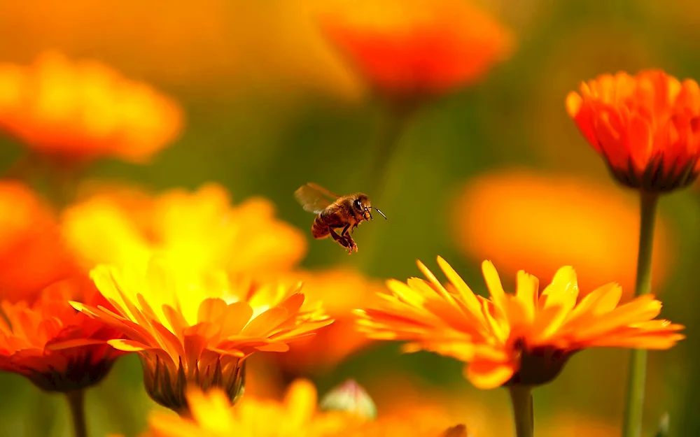 Orange flowers