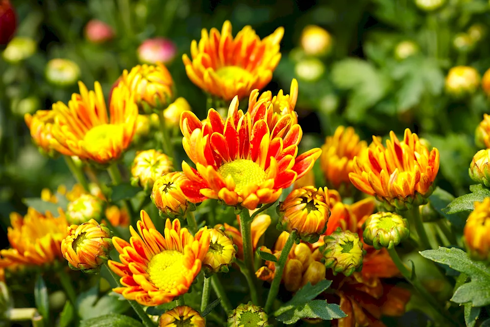 Orange Peony Chrysanthemum