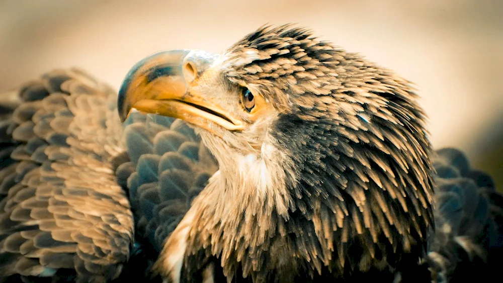 Eagle Eagle-. White-tailed Sea Eagle