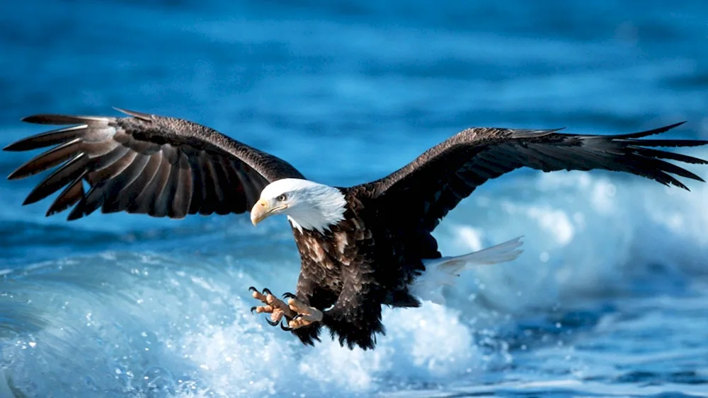 Eagle wallpaper
